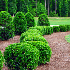 Grass & Sod